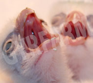 Baby Falcons