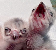 Baby Falcons